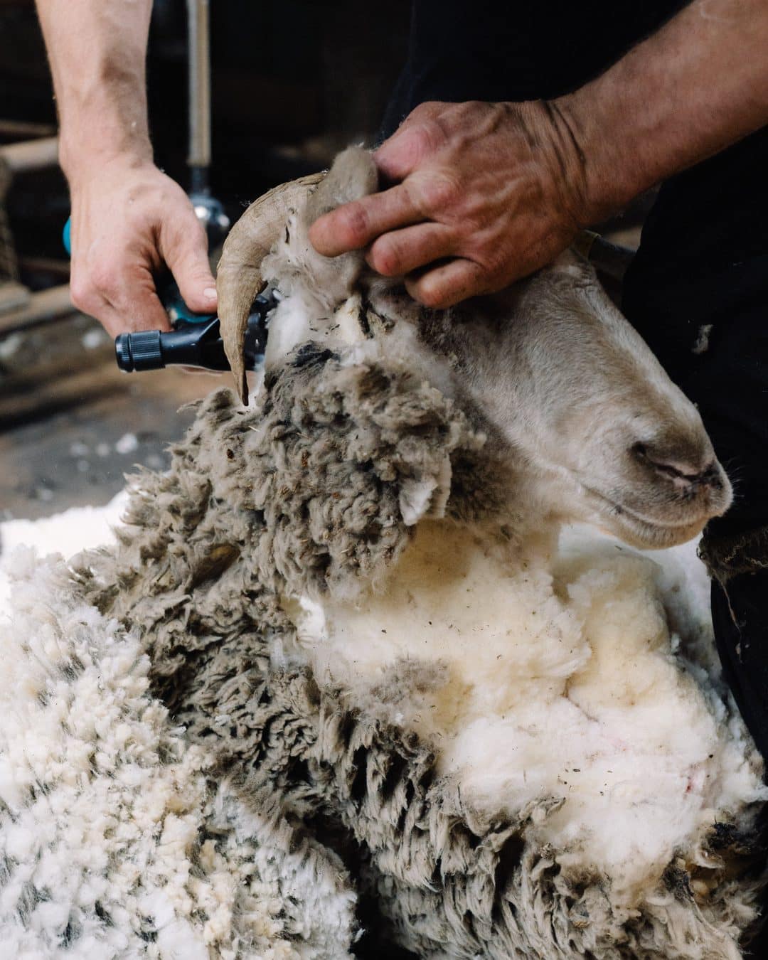 A shearer works carefully around the head of a horned Merino